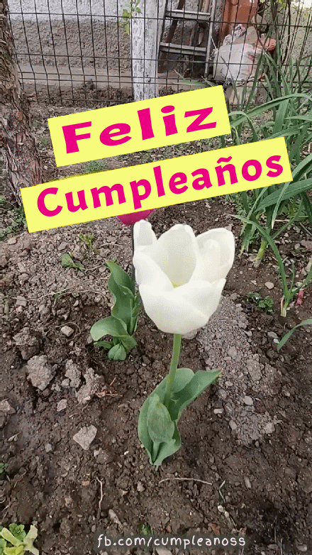 Feliz Cumpleaños